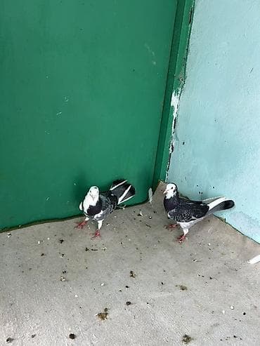 goyercin novleri: Cütlük uçan göyərçinlər - Növ: ev göyərçini, uçuş və istiqamət hissi — 1