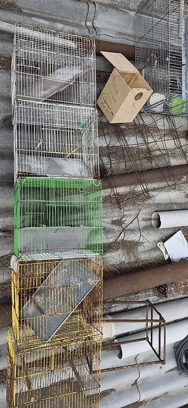 quslar: Balaca ölcdeiran qefesi hemi satılır hemi papuqayla barter olunur — 2