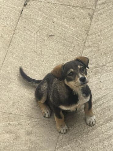 husky balaları: 3 ay, Peyvəndli — 3