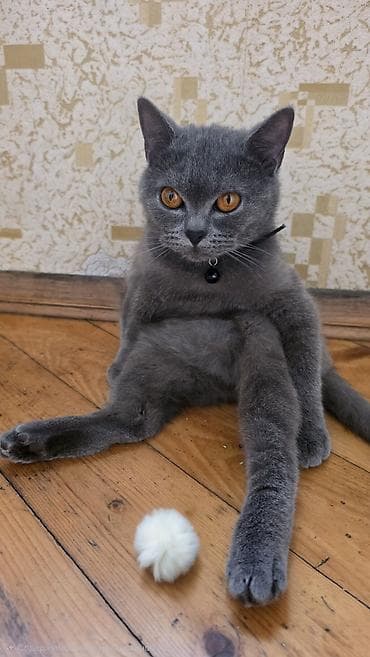 Britan boz dişi pişik. 1 yaşı var Bütün peyvəndləri olunub. Ağıllı