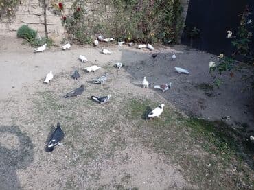 33 34 quşdur kom satılır.barterdə mümkündür təklifə baxır.Mastagada lalafo.az -da 33 34 quşdur kom satılır.barterdə mümkündür təklifə baxır.Mastagada