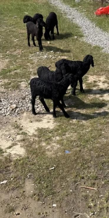 diri quzu satisi: 1 ay yarımlıq 8 baş quzulardı 6 erkey 2 dişi — 8