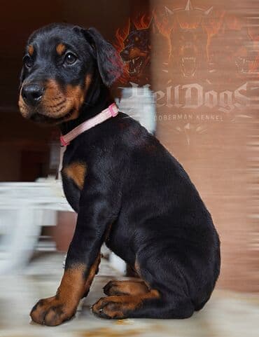 heyvanlar at: Doberman, 1 ay, Dişi, Sənədli, Ünvandan götürmə — 4