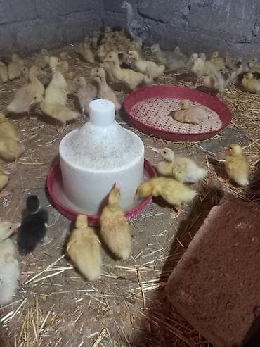 tutuquşu yemi: Məhsul: ördək balaları (civcivləri) Təsvir: - Erkən yaşlı ördək — 2