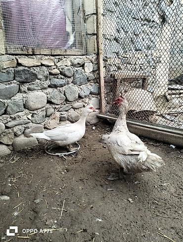 ucuz goyercinler: Məhsul: Musk ördəkləri (hind ördəyi) Təsvir: - Şəkillərdə müxtəlif — 3