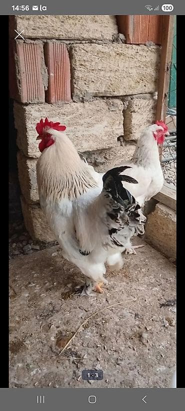 dark brama: Toyuq, Yumurtalıq — 1