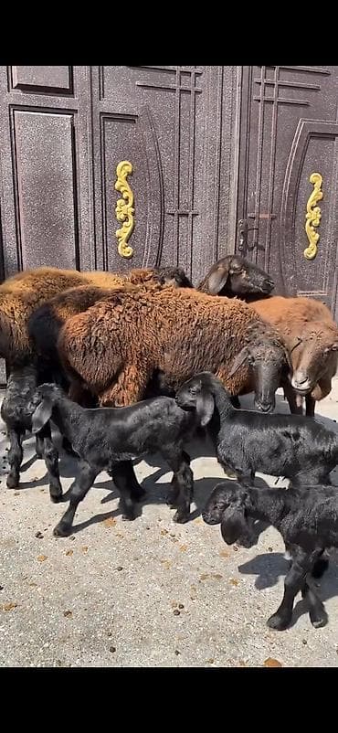 cins keciler: 4 ana 8 bala hamisinin ikinci balalaridi ana ekiz balali 300 azn — 6