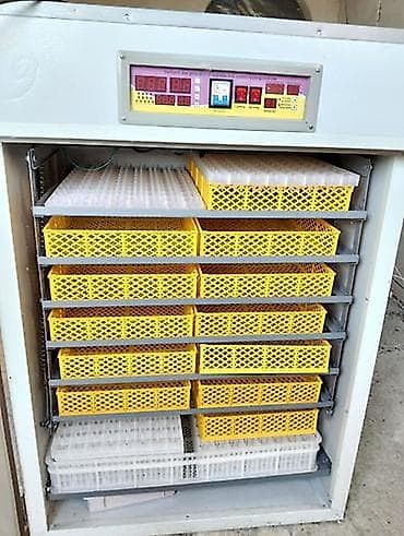 Yumurta inkubatoru və benzin generatoru dəsti - İnkubator: Rəqəmsal