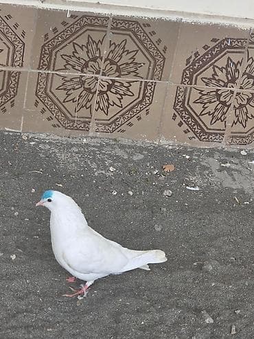 Ag mayadi saglamdir