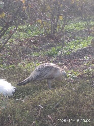 cins ineklerin qiymeti: Salam aleykum. Satışda bir cüt ağ, bir dənə qaraqanad dərəsi var — 15