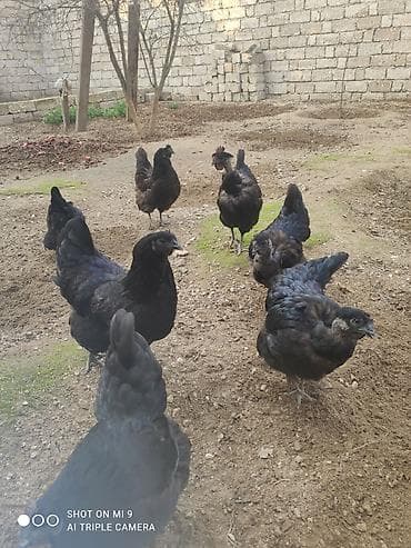 Toyuqlar: Satılır: Cins xoruz ve toyuqlar bir xoruz üç fere satılır fereler — 4