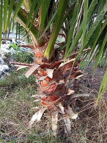 adem ağacı: Məhsul: Dekorativ palma ağacı (fan tipli yarpaqlar) Təsvir: - — 5