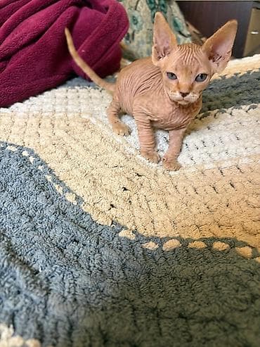 Heyvanlar üçün mallar: Sfinks, Yaxşı əllərə — 3