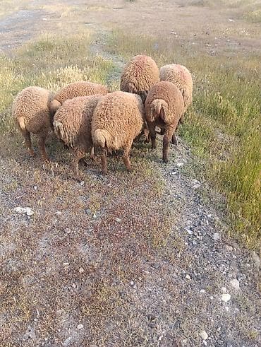 qoclar: Qurbanliq quzular 6 ədədi böyuk buynuzlu satilmir 2 erkəy 4 dişi kom — 2