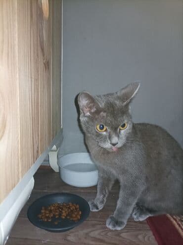 русская голубая кошка цена: Rus mavi, Yaxşı əllərə — 2