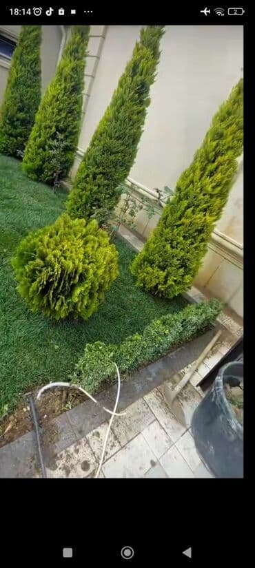 ağ dırnaq modelleri: Landşaft dizayin ummi abadliq qazon agaclar gul ciceklerlə bağlarin — 4