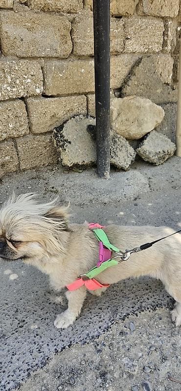 İtlər: Pekines, 1 il, Dişi, Pulsuz çatdırılma — 5