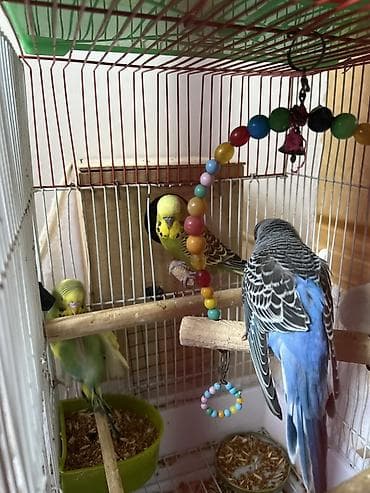 quzu satilir: Quslar satilir sadece hamsin alan olsa endirim olacag Dalmatin və — 1