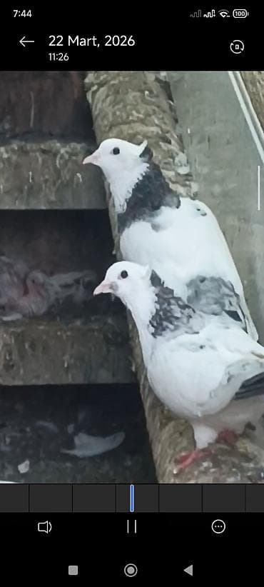 adana göyərçin: Məhsul:Hazır cüt əbres boyunlar quyruqlari destdir pul lazım olduğu — 4