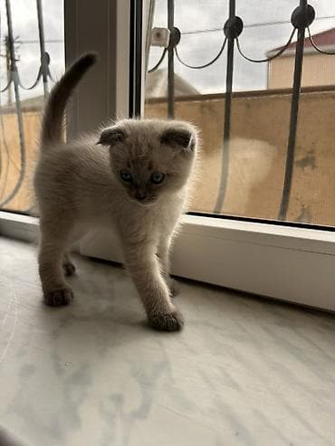 Кошки: Шотладская вислоухая, Самец — 3