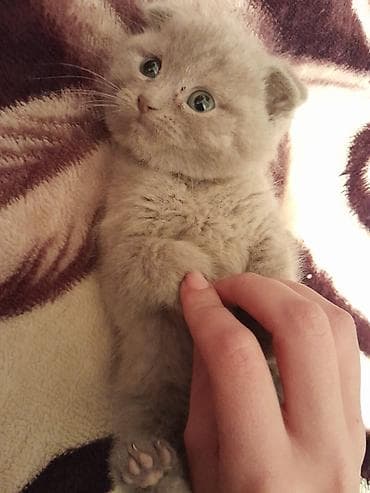 britanski pisik: Britan — 3