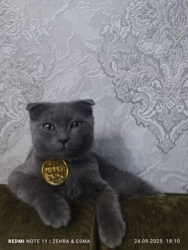 siam pişiyi qiyməti: Şotland, Erkək, Yaxşı əllərə, Ünvandan götürmə — 4