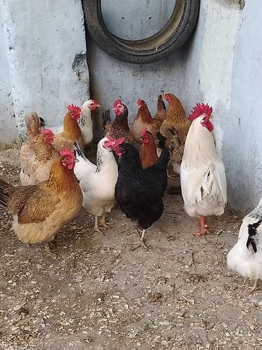 İtlər: Toyuq, Damazlıq — 5