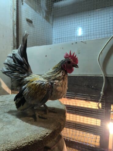 K/t heyvanları üçün mallar: Salam Tam sağlam heyvandı boş bekar adamlar narahat etməsin — 1