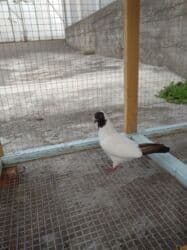 xasqi satışı: Manarx satilir.Bala qusdu.Erkek maya oldugunu bilmirem.Temiz — 1