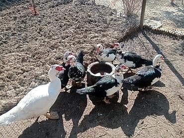 ördək yumurta: Sağlam heyvanlardır yumurtdiyanlari var içlərində qiymət hamısına — 1