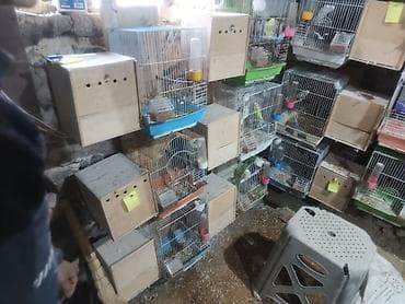 tutuquş: Satilir 20 30 cut arasi texminen cutu 35 manat son qiymetdir qefes — 1