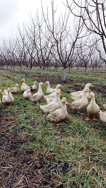 ördek: Saxlama və çoxaltma üçün ördəklər Təmiz əti 1.800 2kq olur Istəyə — 4