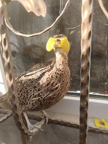 Məhsul: Qırmızı üzlü halqa boyunlu qırqovul (phasianus colchicus) – — 3