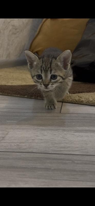 at sekilleri: Yaxşı əllərə — 2