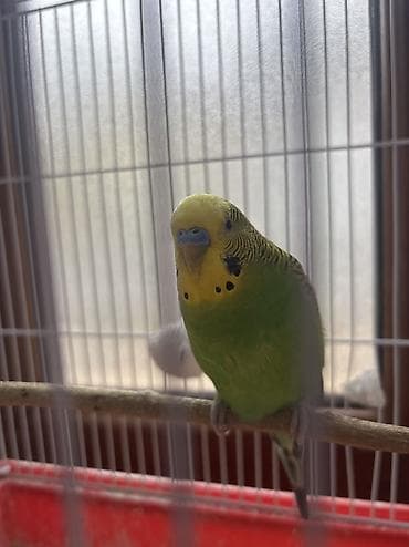 akvarium satilir: Salam çox gözəl papuqaylar tək və cüt olaraq satılır böyük və bala — 5