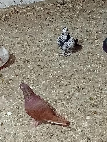 tap az afcarka: Boynugullulər 50 AZN qirmizi cəplər 60azn qalan quşların öz qiyməti — 5