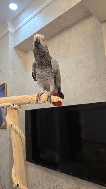 cuce qefes: Afrika Boz Tutuquşu (Grey Parrot) - Növ: Psittacus erithacus (Afrika — 2