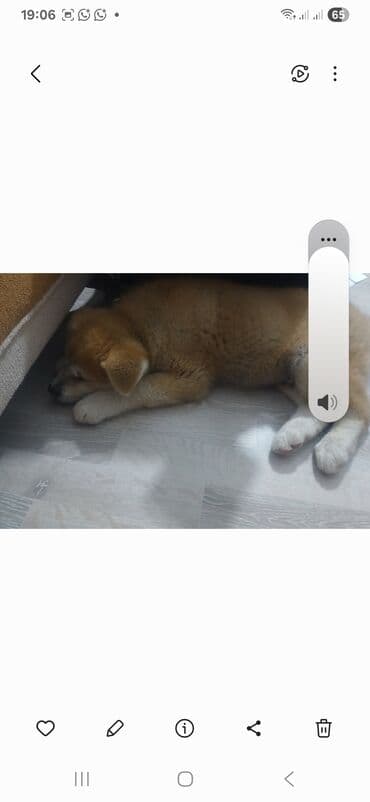 Akita-inu, 2 ay, Erkek, Peyvəndli