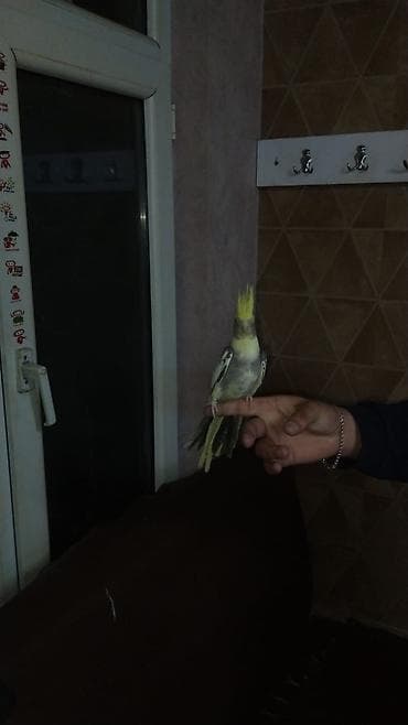 Quş qəfəsləri dəsti watsap aktivdi fikri cidi olmuyan narahat etmesin