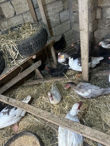 Gəmiricilər: Dişi, | Lal ördək, Damazlıq — 5