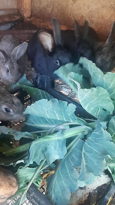 dövsan: Dovşanlar 5 manatdan 15 manata qədər — 7