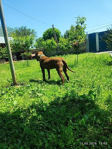 it adlari dişi: Pitbul, 1 il, Erkek, Peyvəndli — 3