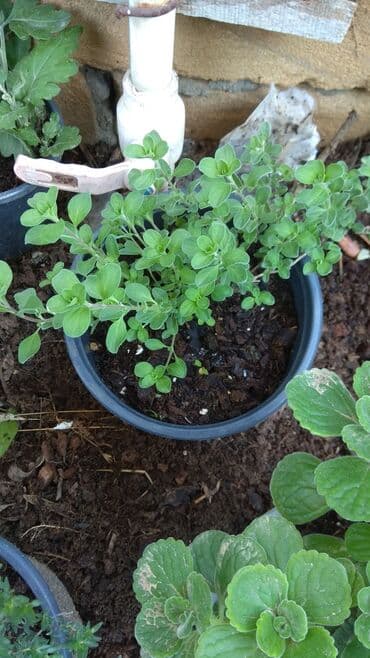 gul toxumlari: Həyət gülleri. 90növ çesid var! — 13