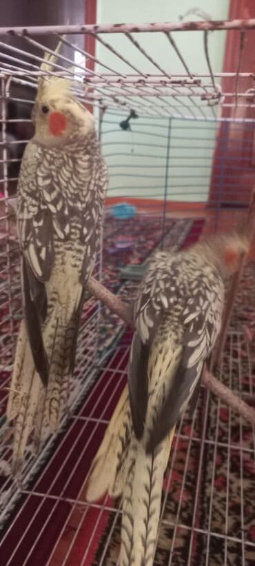 əbabil quşu satılır: Salam.Tam saglam 8ayliq. 4 eded var Isteyen buyursun cutunu alana — 3