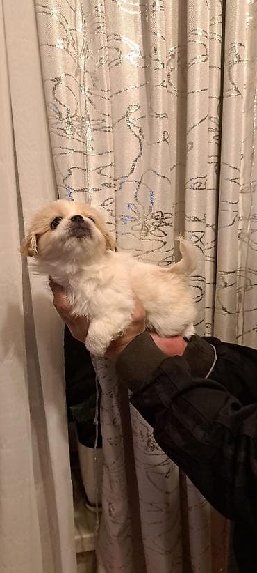 İtlər: Pekines, 2 ay, Dişi, Ünvandan götürmə, Ödənişli çatdırılma — 2