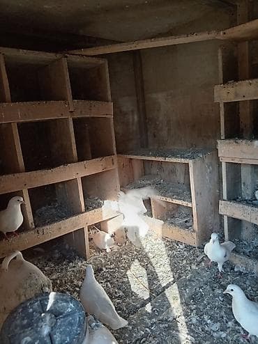 goyərcin barter: Uzunu 2 metre yaxin eni 1.30 hunduru 1 40 yay qis qapisi duzldilib — 1