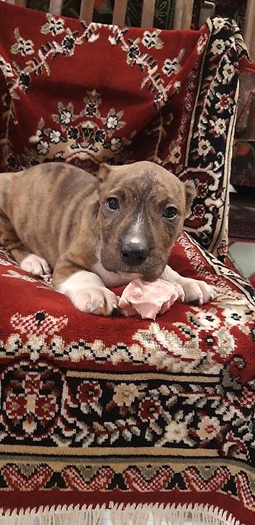 pitbul itler: Pitbul — 8