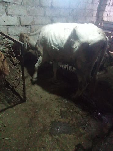 pitbull tap az: Dişi, il: 2, 220 kq, Südlük, Damazlıq — 2