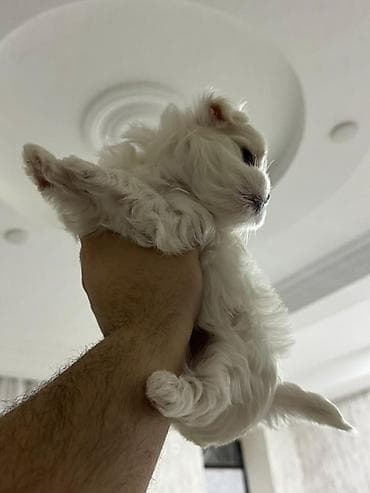 Digər heyvanlar: Malta bolonka — 2