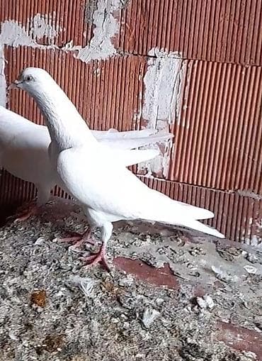 göyercin: Erkey 15 tuk tutulmadi — 5